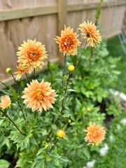 Orange Peach Dahlia FLower