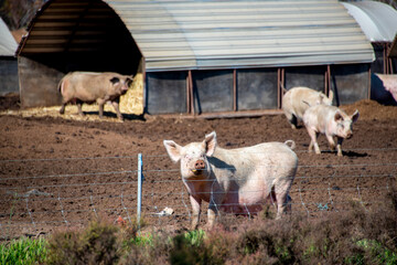 Free Range Pork Farm in the Field