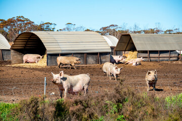 Free Range Pork Farm in the Field