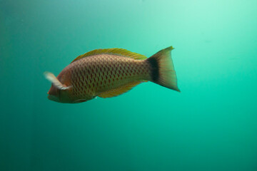 Fototapeta premium Parrot Fish in Milford Sound - New Zealand