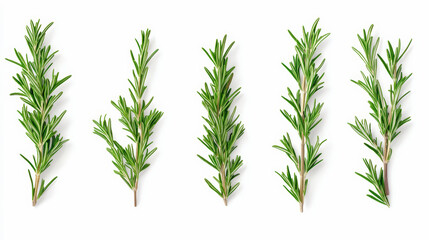 Obraz premium Five sprigs of fresh rosemary arranged in a line, showcasing their aromatic green leaves perfect for seasoning and garnishing culinary dishes.