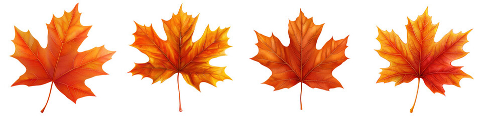 Obraz premium Four vibrant orange autumn maple leaves in a row, symbolizing the beauty and color of fall. Perfect for seasonal and nature-themed designs.