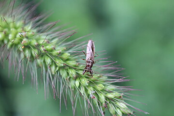 ネコジャラシに刺さる虫
