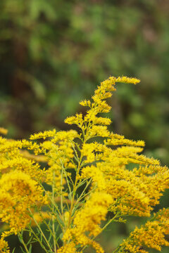 Blooming Goldenrod Flowers in Natural Meadow