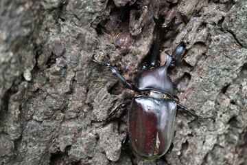 樹液に群がる虫たち
