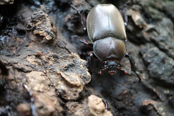 樹液に群がる虫たち
