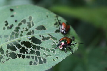 葉を食べるマメコガネ
