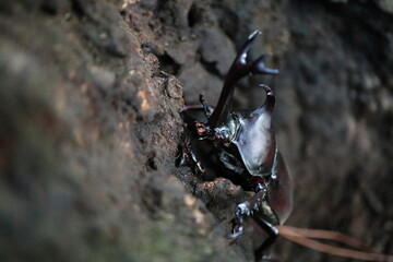 カブトムシの顔
