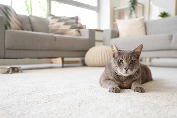 Cute cat lying on floor in living room