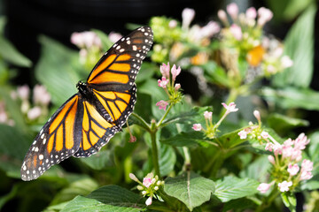 Butterfly on plants at the Dunwoody Nature Center Butterfly Encounter