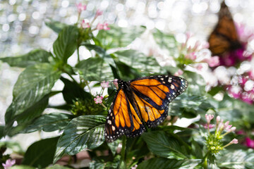Butterfly on plants at the Dunwoody Nature Center Butterfly Encounter