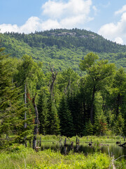 Pond with mirror-like water with reflections and tree trunks with hiking Mt. Van Hoevenberg in the...