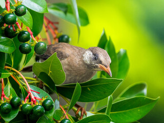 木にとまるムクドリ