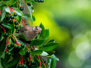 木にとまるムクドリ