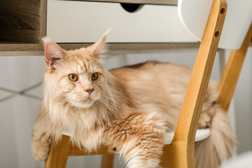 Adorable Maine Coon cat lying on chair at home
