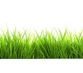 Green grass frame isolated on transparent background
