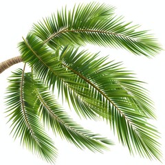 Close-Up of Vibrant Green Palm Tree Leaves Against a White Background