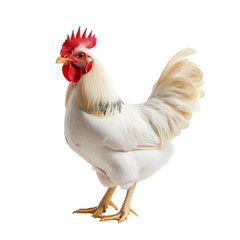 Fototapeta premium Chicken object isolated on transparent png.
