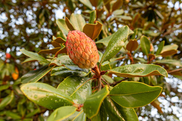 magnolia tree bud flower  © Hermes Photography 