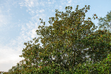 magnolia tree with sky in background 