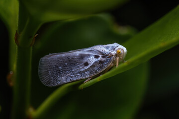 Side view of a Citrus Flatid Planthopper (Metcalfa pruinosa).