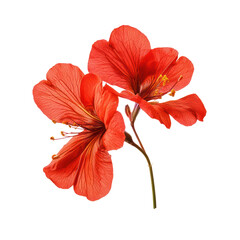 Obraz premium Delonix Regia flower object isolated on transparent png.