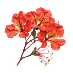 Delonix Regia flower object  isolated on transparent png.