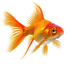 Gold fish, Fish object  isolated on transparent png.