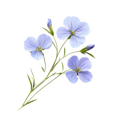 Fototapeta premium Flax flower object isolated on transparent png. 