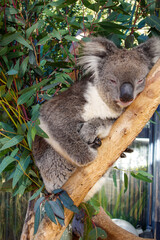 koala sleeping on a tree close up