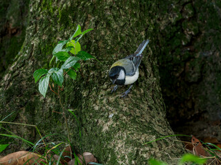 木にとまるシジュウカラ