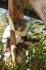Koala awake in tree