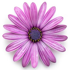 Close-up of a Vibrant Purple Daisy Flower with Detailed Petals and Yellow Center on a White Background