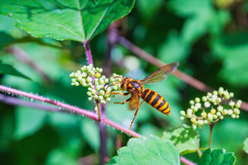 ノブドウ（山葡萄）の茂みの中で餌を探し飛行するスズメバチ