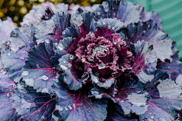 close-up of brassica oleracea, ornamental cabbage with dew drops