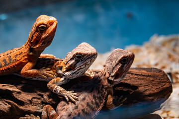 Three lizards are sitting on a log, one of which is brown and the other two are orange