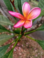 Plumeria Rubra, Kemboja Merah, Frangipani