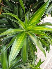 Dracaena Angustifolia, Pleomele Angustifolia, Suji hijau