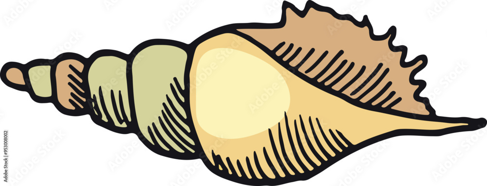 Poster beach conch color sketch. ocean shell drawing