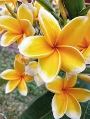 Plumeria Yellow, Frangipani, Yellow Frangipani flower, Plumeria Rubra Yellow