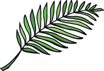 Palm frond color doodle. Tropical tree leaf