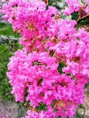Bungur, Lagerstroemia, Lagerstroemia Indica, Crape Myrtle, Crepe Myrtle, Crêpe Myrtle, Crepeflower