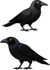 crow illustration on white 