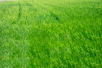 Agriculture and the food industry in food production