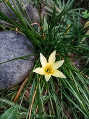 Zephyranthes Primulina, Yellow Rain Lily