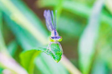 羽休めをするアジアイトトンボ