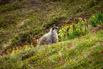 marmot in the grass