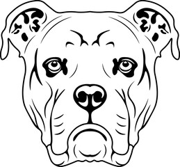 Dorset Olde Tyme Bulldogge