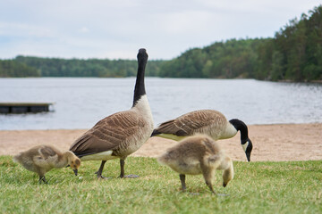country goose family