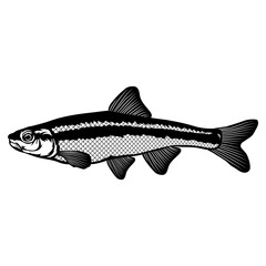 Duskystripe Shiner  Fish